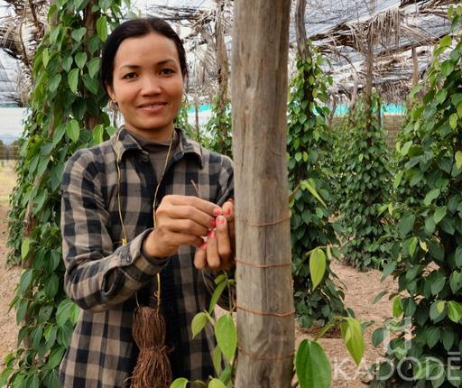 Farmer in her Kampot pepper plantation