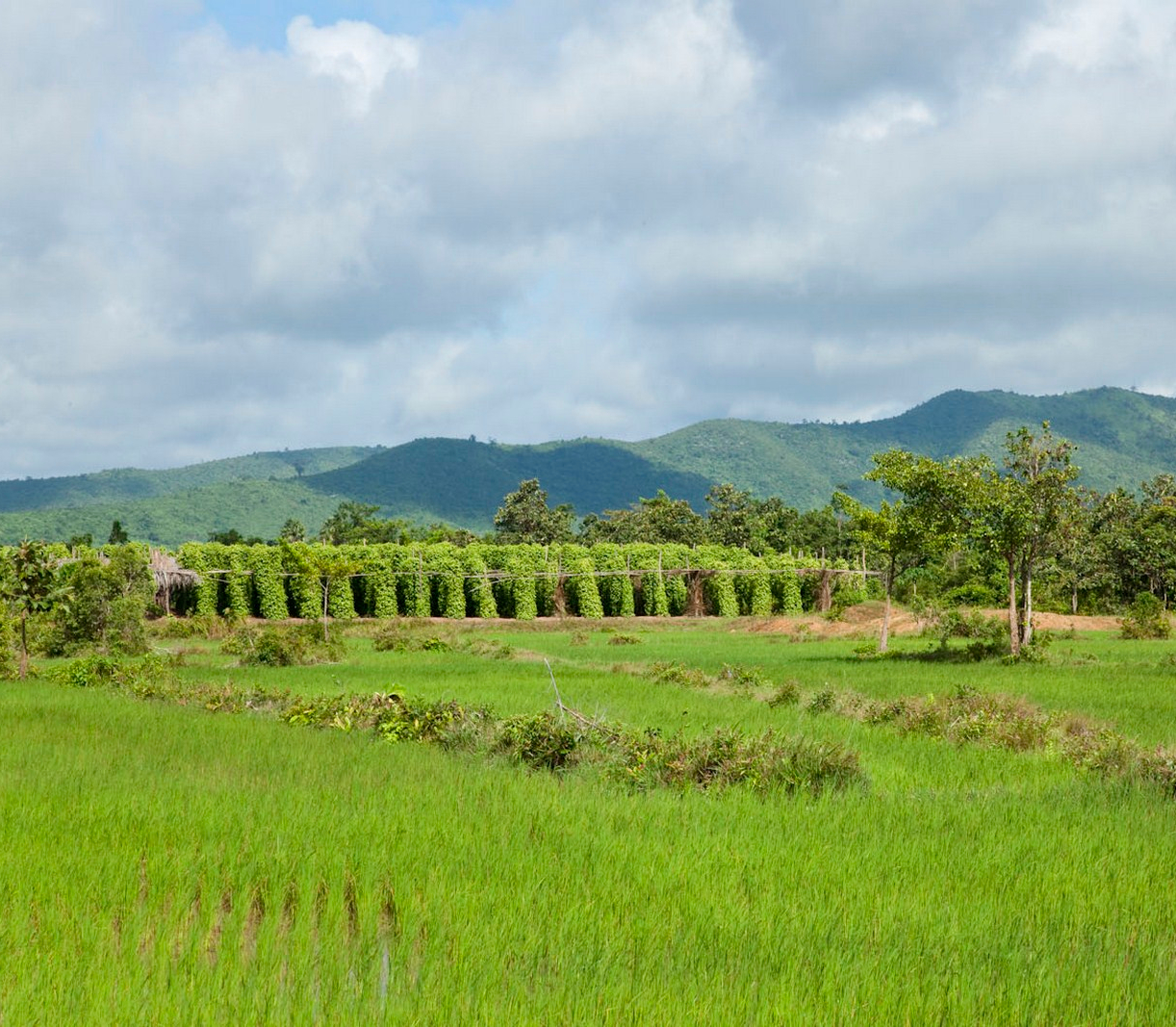 pepper plantation, kampot