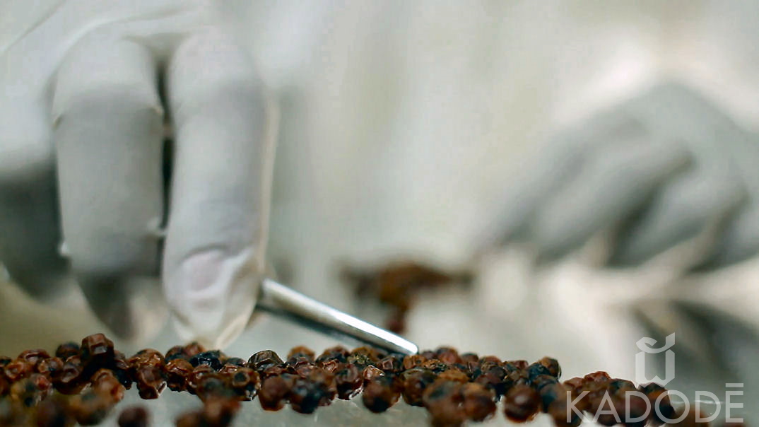 Sorting pepper by hand