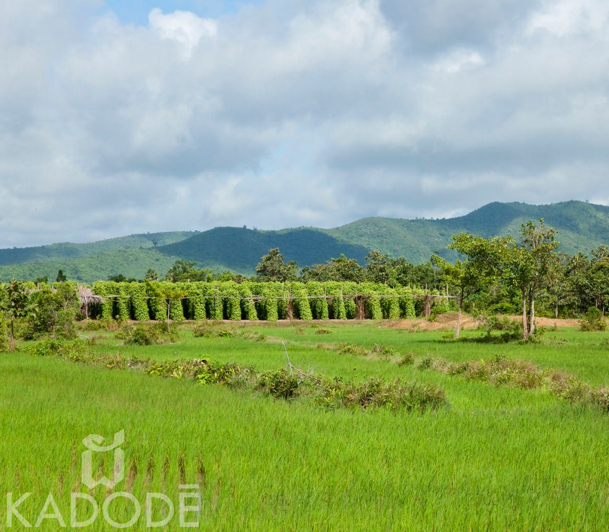 pepper plantation, kampot